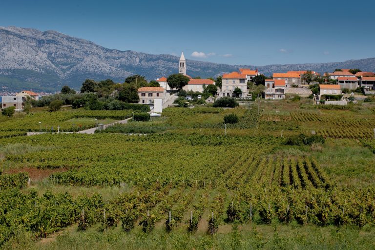 Pošip vinograd 1